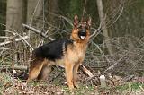 BERGER ALLEMAND 1050